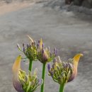 브니엘하우스 이미지