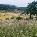 갈대이야기 이미지