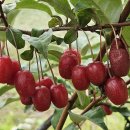 천반산길 이미지