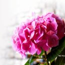 분홍 수국꽃 이미지