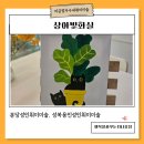 [공지] 미금정자수내취미미술 상아빛화실 유화 클래스로 힐링하고 온 후기