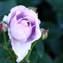 장미파크 이미지