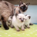 고양이전문점 허니캣 이미지