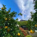 숨도 귤림성 이미지