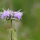 BERGAMOT(베르가못)