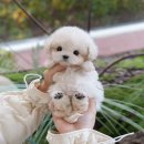 광주강아지분양 고양이분양 미유펫 본점 | 영암강아지분양 미유펫 건강 필수보장