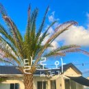 제주달로와 | 제주 가족 독채 풀빌라 성산 감성 펜션 달로와 추천 후기