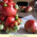 선진2 태양광발전소 이미지