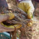 삼부자농장 이미지