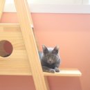 홍이삼이네 이미지