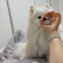 올래퍼피 이미지