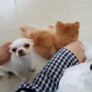 욜로펫 네이버블로그
