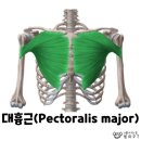 피티하다