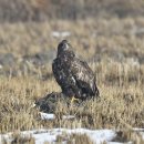 호곡리의 흰꼬리수리(White-tailed eagle) 이미지