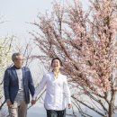 매화길 서울신문
