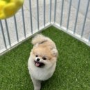 부산강아지분양 디몽 광안리본점 | 부산 강아지분양 / 부산 최고의 강아지 분양샵 부산강아지분양 디몽 광안리본점