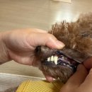 해운대조은동물병원 | [해운대 힐동물병원] 6살 강아지 스케일링 &amp; 발치 내돈내산 후기! 과잉진료 없는 추천 병원 👍