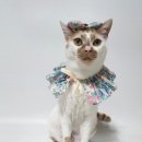 루아펫 | [묘델치즈🧀]고양이 케이프 추천🐾 : 찌스타의 루블루아 플라워 케이프💐 후기