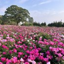 고흥2농장 | 고흥 작약 명소 실시간, 바다가 보이는 2단 꽃밭, 5월 가볼만한 곳, 봄꽃 여행지 추천