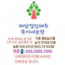 땅끝유통 절임배추 이미지