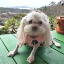 별헤는 몰랑 | 고흥여행/전라남도/뷰맛집/벚꽃터널/별헤는몰랑