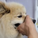멍뭉워시 네이버블로그