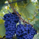 산지오베제 (Sangiovese) - Meriel님 덕분에 공부하여 올림, 이미지