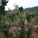 심경목장 이미지