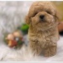 나라애견본점 이미지