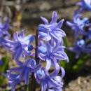 정원야생화 이미지