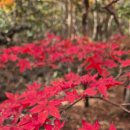 한라산둘레길 돌오름길 이미지