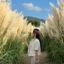 사덕상리 이미지