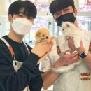 미유펫 강아지분양 고양이분양 부천점 이미지