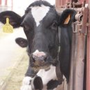 오목골 목장 이미지