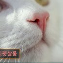 미지 펫살롱 이미지