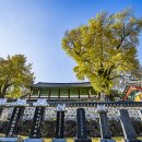 능주향교 은행나무 이미지