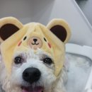 댕그리미 이미지