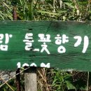 솔바람 들꽃향기 이미지