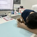 베베동물병원 이미지