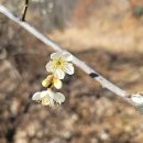 대전리농장 | 2023.02.26. 지리산둘레길 21코스(방광마을 - 산동) 봄맞이 트레킹