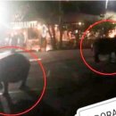 어슬렁어슬렁 이미지
