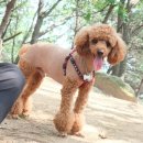 서당개303 이미지