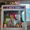 익산애견테마파크 이미지