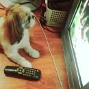 복슬강아지 이미지