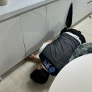 부산소독 | 부산 방역업체 추천, 방력에서 아파트 모기,날파리 소독 후기