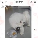 오늘도 신나개 이미지