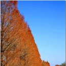 메타세콰이어길 이미지