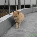 고양이 마을 이미지