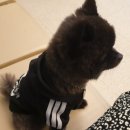 맑은숲동물병원 이미지