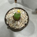 서우 농장 이미지